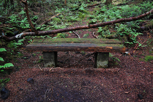 Aokigahara, bench Aokigahara, bench