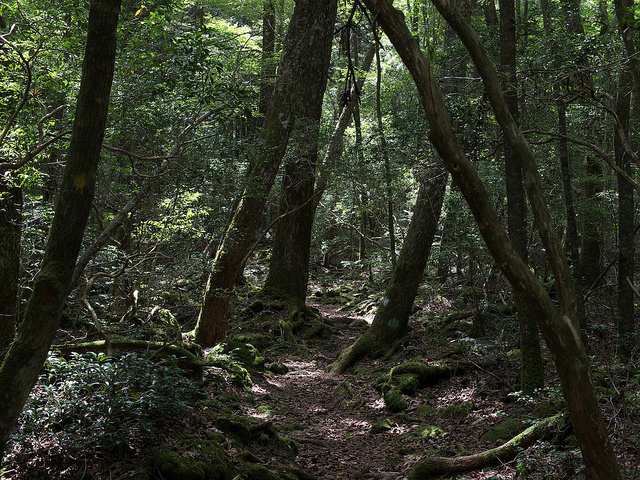 Aokigahara forest, a trail Aokigahara forest, a trail
