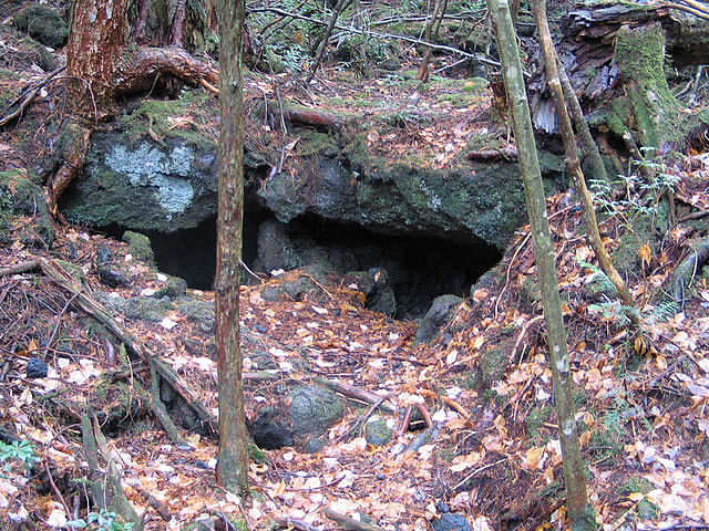 Aokigahara Aokigahara