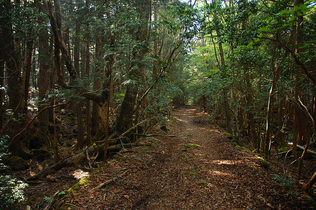 Aokigahara forest Aokigahara forest