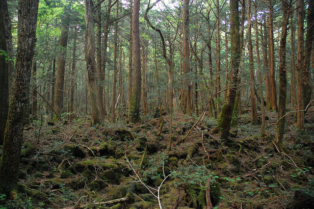 Aokigahara trees Aokigahara trees