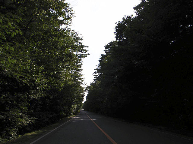 Aokigahara forest, the road Aokigahara forest, the road