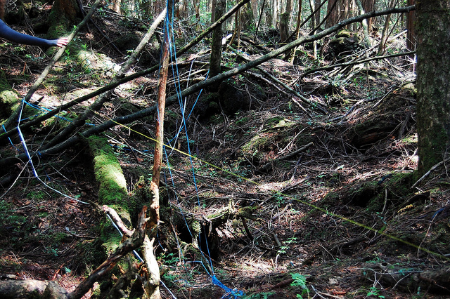Walking at the Aokigahara Aokigahara, density
