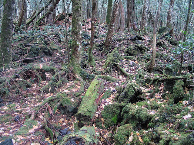 Aokigahara trees Aokigahara trees